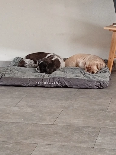 Cozy Corduroy Dog Bed - Detachable & Washable Comfort Mat photo review