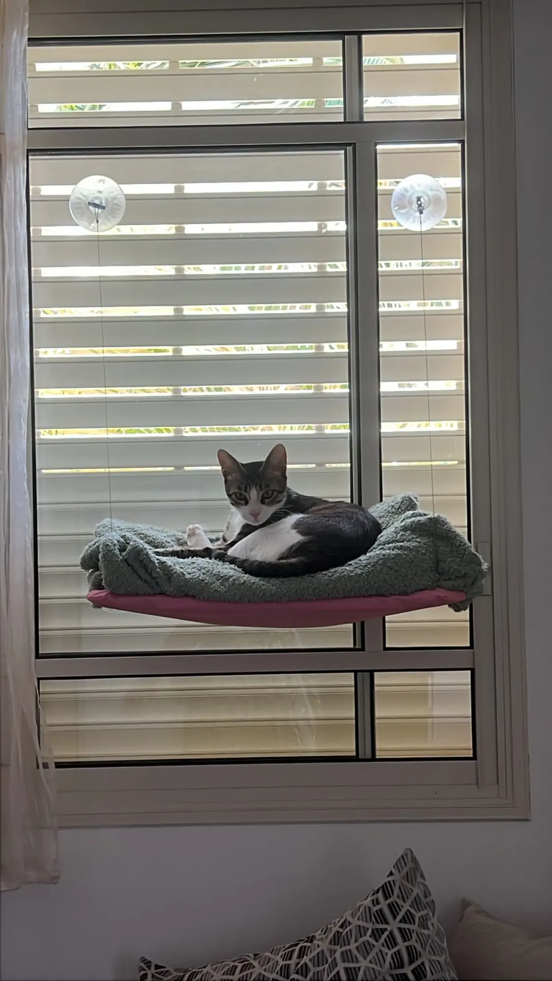 Sunny Cat Hammock Bed - Cozy Aerial Window Nest for Cats photo review
