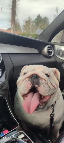 Floral Elastic Sofa Cover: Stylish Protection for Your Space photo review