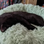 Plush Donut Cat Bed: Cozy, Washable Comfort for Pets photo review