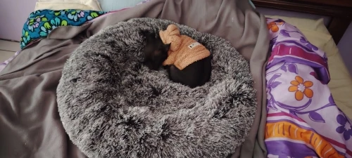 Cozy Round Pet Bed in Stylish Gradient for Large Dogs photo review