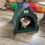 Versatile Foldable Cat Tent: Cool & Cozy All-Season Haven photo review
