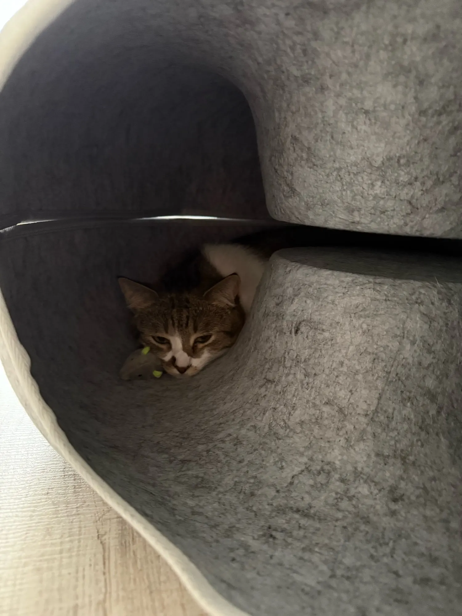 Cozy Dual Cat Bed & Tunnel - Interactive Plush Nest photo review
