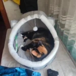 Cozy Cotton Cat Cave: Warm Pet Bed for Cats & Small Dogs photo review