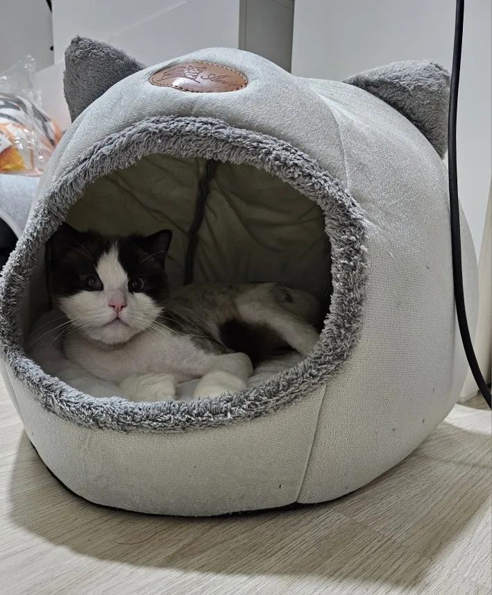Cozy Cotton Cat Cave: Ultimate Winter Pet Bed Retreat photo review