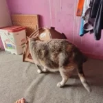 Versatile Foldable Cat Tent: Cool & Cozy All-Season Haven photo review