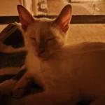 Sunny Cat Hammock Bed - Cozy Aerial Window Nest for Cats photo review