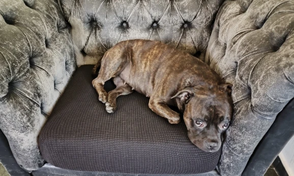 Luxurious Stretch Sofa Cover – Ultimate Living Room Protection photo review