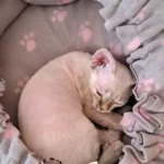 Cozy Adjustable Cotton Pet Nest Bed for Cats & Puppies photo review