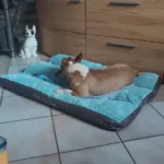 Cozy Corduroy Dog Bed - Detachable & Washable Comfort Mat photo review