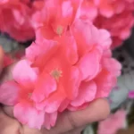 Lifelike Cherry Blossom Silk Flowers for Elegant Home Decor photo review