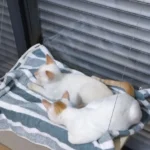 Sunny Cat Hammock Bed - Cozy Aerial Window Nest for Cats photo review
