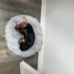 Cozy Plush Cat Bed for Ultimate Warmth & Comfort photo review