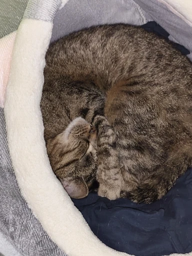 Cozy Cartoon Cat Bed: Removable, Washable, & Foldable Delight photo review