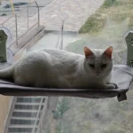 Cozy Suction Cup Cat Hammock for Window Views photo review