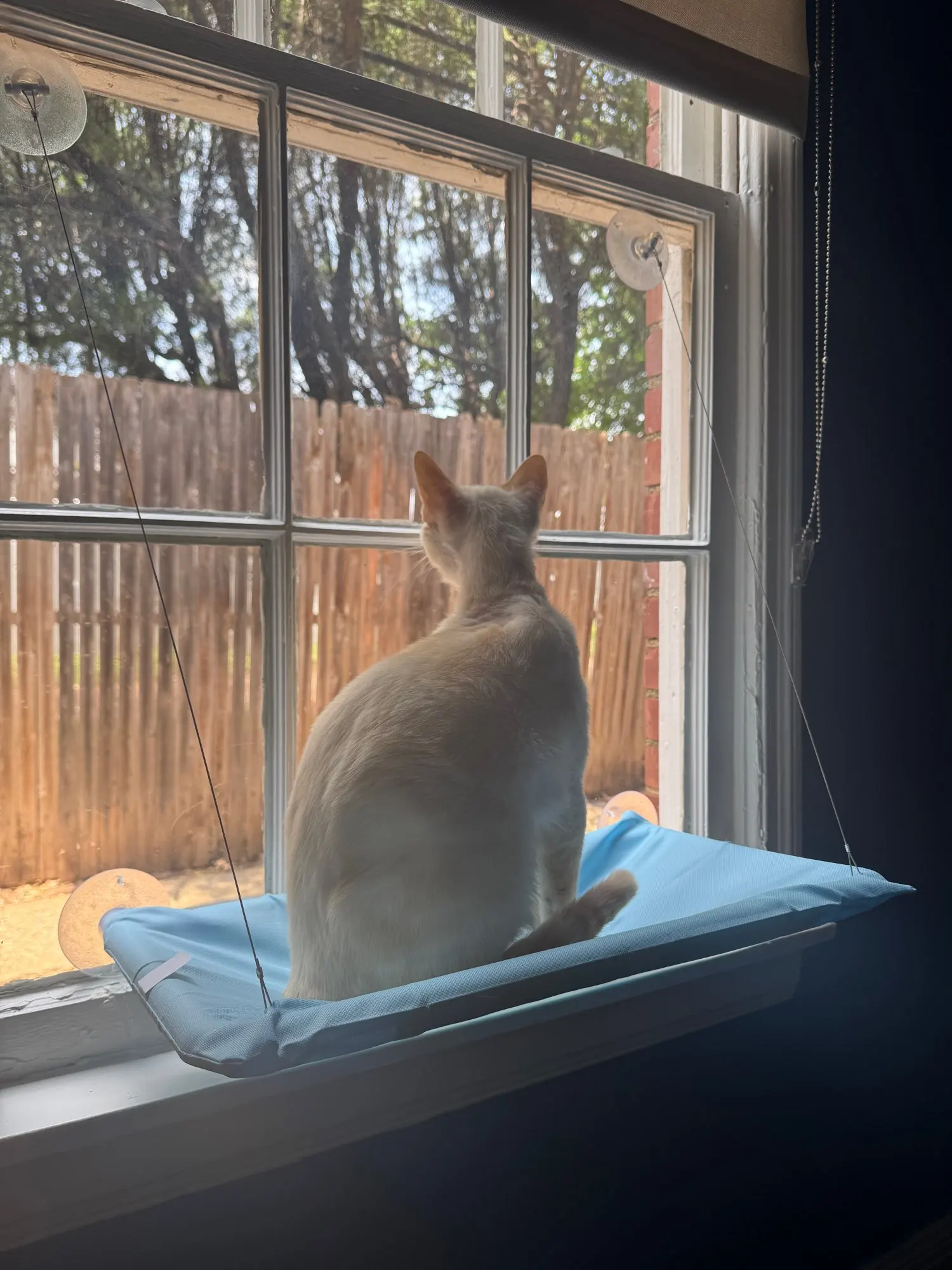 Sunny Cat Hammock Bed - Cozy Aerial Window Nest for Cats photo review