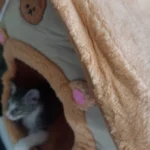 Cozy Foldable Pet House: Washable Cave for Cats & Small Dogs photo review