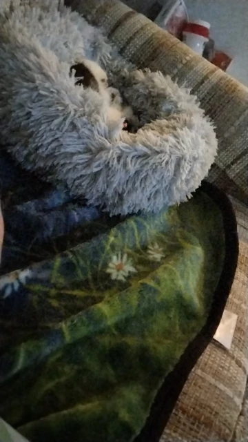 Home Plush Pet Nest Winter Cat Nest Dog Nest Warm Detachable and Washable Round Cat Nest Pet Bed Seasonal Universal Decoration photo review