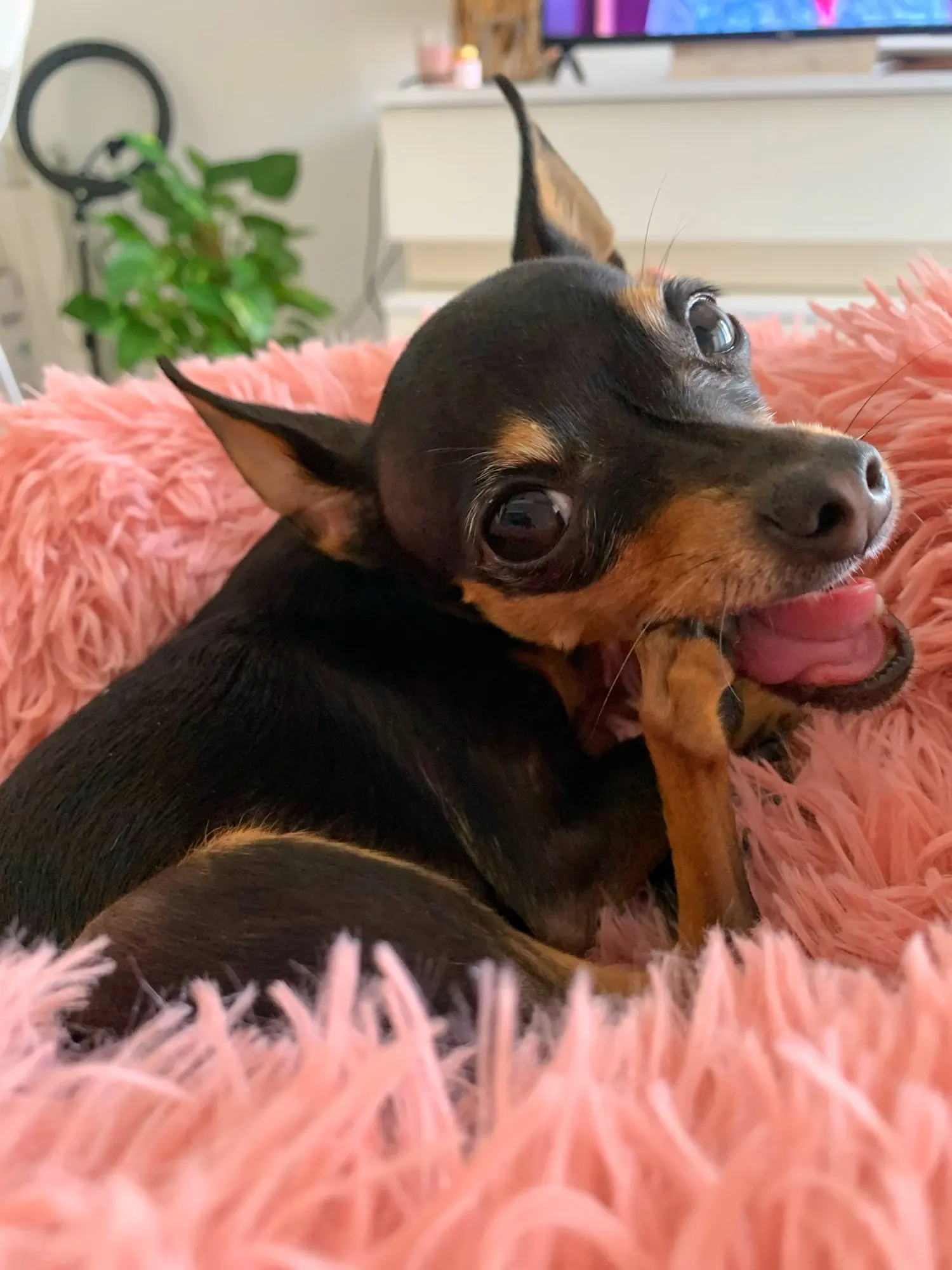 Plush Donut Cat Bed: Cozy, Washable Comfort for Pets photo review