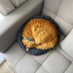 Home Plush Pet Nest Winter Cat Nest Dog Nest Warm Detachable and Washable Round Cat Nest Pet Bed Seasonal Universal Decoration photo review
