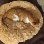 Cozy Round Pet Bed in Stylish Gradient for Large Dogs photo review