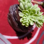 Charming Ceramic Mini Vase for Rustic Hydroponic Decor photo review