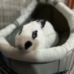 Cozy Cotton Cat Cave: Warm Pet Bed for Cats & Small Dogs photo review