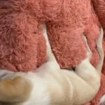 Cozy Bear Paw Pet Bed - Fluffy Comfort for All Sizes photo review