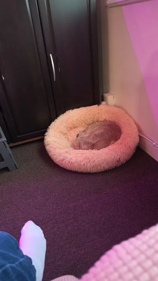 Cozy Round Pet Bed in Stylish Gradient for Large Dogs photo review