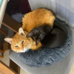 Home Plush Pet Nest Winter Cat Nest Dog Nest Warm Detachable and Washable Round Cat Nest Pet Bed Seasonal Universal Decoration photo review