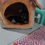 Cozy Foldable Pet House: Washable Cave for Cats & Small Dogs photo review