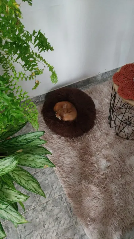 Cozy Round Pet Bed in Stylish Gradient for Large Dogs photo review