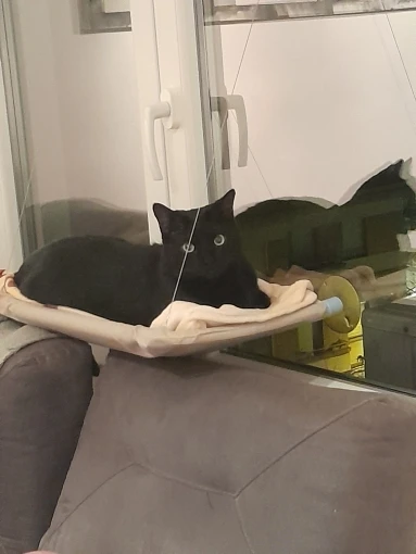 Sunny Cat Hammock Bed - Cozy Aerial Window Nest for Cats photo review