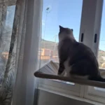 Sunny Cat Hammock Bed - Cozy Aerial Window Nest for Cats photo review