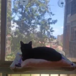 Sunny Cat Hammock Bed - Cozy Aerial Window Nest for Cats photo review