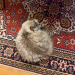 Cozy Plush Cat Bed for Ultimate Warmth & Comfort photo review