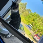 Sunny Cat Hammock Bed - Cozy Aerial Window Nest for Cats photo review