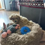 Cozy Plush Cat Bed for Ultimate Warmth & Comfort photo review