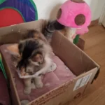 Cozy Plush Cat & Small Dog Bed Mat - Breathable & Soft photo review