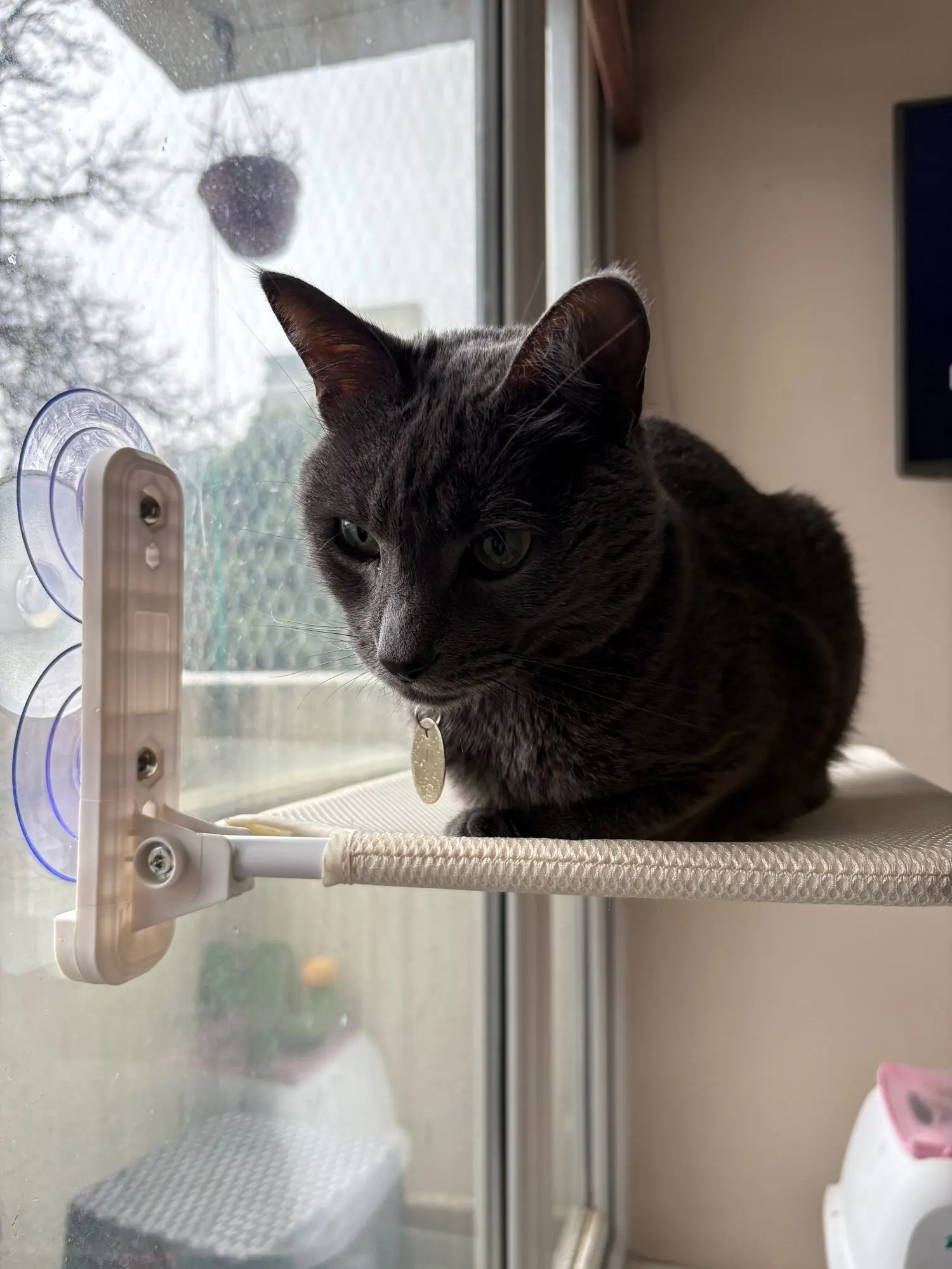 Sunshine Bliss: Foldable Suction Cup Cat Hammock Bed photo review