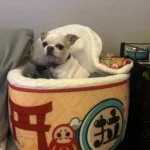 Cozy Super Large Pet Nest Bed for Dogs and Cats photo review