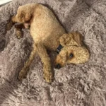 Cozy Round Plush Dog & Cat Bed for Ultimate Warmth & Style photo review