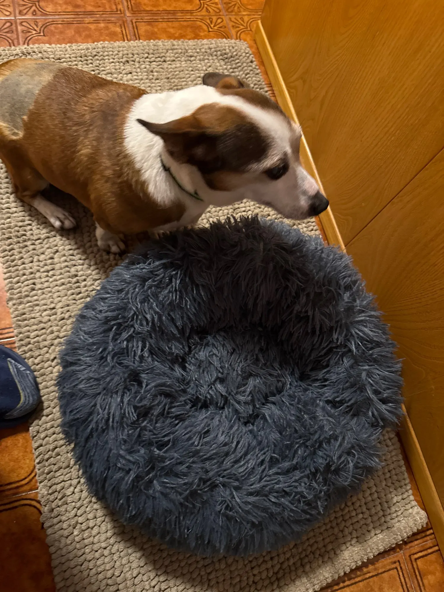 Cozy Round Pet Bed in Stylish Gradient for Large Dogs photo review