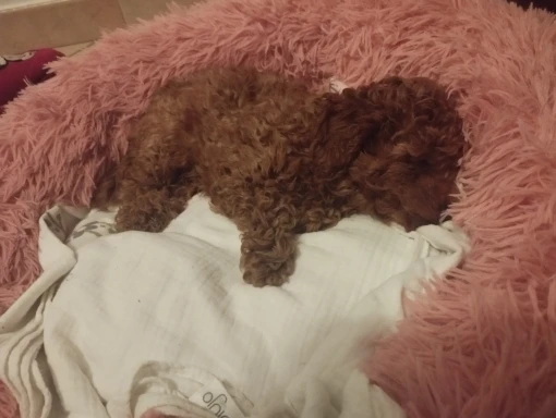 Cozy Round Pet Bed in Stylish Gradient for Large Dogs photo review