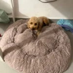 Cozy Round Plush Dog & Cat Bed for Ultimate Warmth & Style photo review