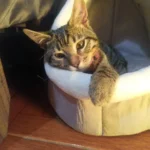 Cozy Cartoon Cat Bed: Removable, Washable, & Foldable Delight photo review