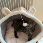 Cozy Cartoon Cat Bed: Removable, Washable, & Foldable Delight photo review