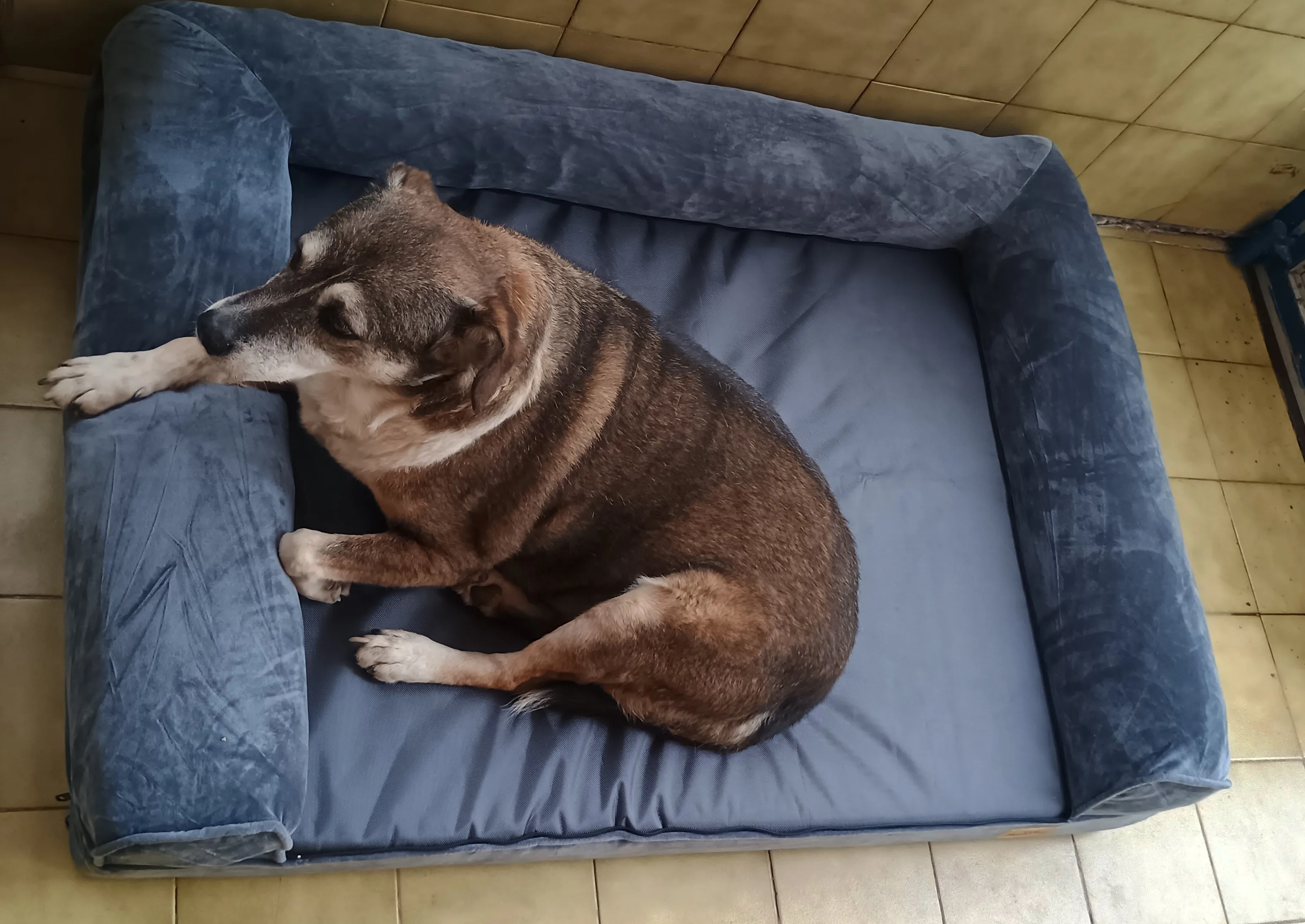 Ultimate XXL Orthopedic Dog Bed with Bolster & Waterproof Cover photo review