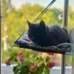 Breathable Cat Hammock with Suction Cups for Sunbathing Bliss photo review