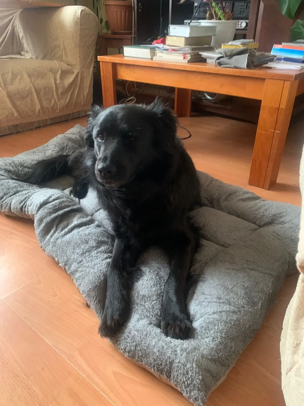 KEMORELA Extra Large Plush Dog Bed Sofa Thickened Super Soft Polyester Pet Mat Dog Crate Mat Bed For Small Medium Large Dog Bed photo review